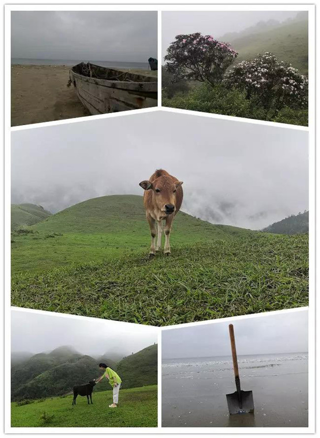 5月1日，陽(yáng)西藍(lán)袍藍(lán)看海，陽(yáng)春雞籠頂?shù)巧劫p高山杜鵑
