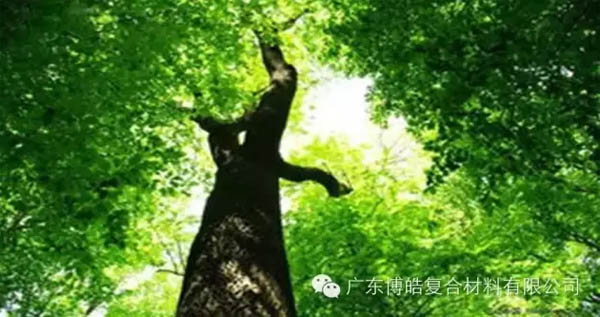 【博皓感悟】欲為大樹，莫與草爭-1