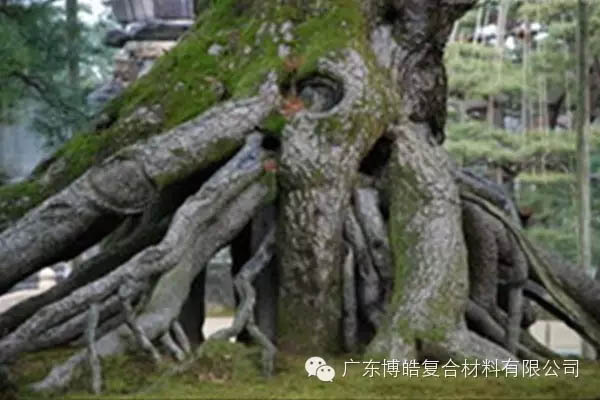 【博皓感悟】欲為大樹，莫與草爭-5